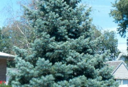 ABIES CONCOLOR (GÜMÜŞİ GÖKNAR)